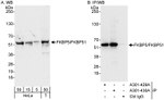 FKBP5/FKBP51 Antibody in Western Blot (WB)