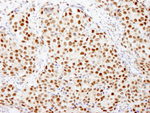 FKBP5/FKBP51 Antibody in Immunohistochemistry (IHC)