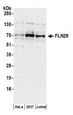 FLN29 Antibody in Western Blot (WB)