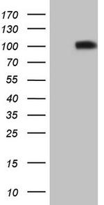 FLT3 Antibody in Western Blot (WB)