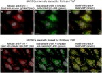 Factor VIII Antibody in Immunocytochemistry (ICC/IF)