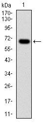 G6PD Antibody in Western Blot (WB)