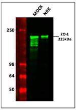 Mouse IgG (H+L) Highly Cross-Adsorbed Secondary Antibody in Western Blot (WB)