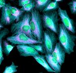 Rabbit IgG (H+L) Highly Cross-Adsorbed Secondary Antibody in Immunocytochemistry (ICC/IF)