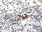 GAS7 Antibody in Immunohistochemistry (Paraffin) (IHC (P))