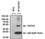 GATA3 Antibody in Immunoprecipitation (IP)