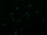 GBAS Antibody in Immunocytochemistry (ICC/IF)