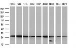 GBAS Antibody in Western Blot (WB)