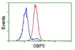 GBP5 Antibody in Flow Cytometry (Flow)