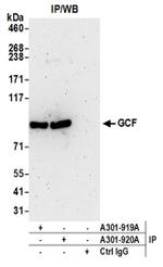 GCF Antibody in Immunoprecipitation (IP)