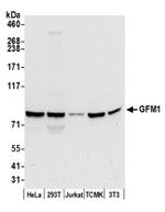 GFM1 Antibody in Western Blot (WB)