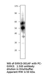 KCNJ2 Antibody in Western Blot (WB)