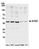 GLRX3/PICOT/TXNL2 Antibody in Western Blot (WB)