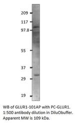 Glutamate Receptor 1 Antibody in Western Blot (WB)