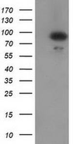 GPHN Antibody in Western Blot (WB)