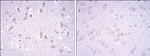 GluR3 Antibody in Immunohistochemistry (Paraffin) (IHC (P))