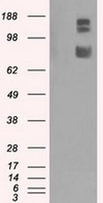 GRIPAP1 Antibody in Western Blot (WB)