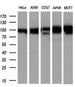 GRIPAP1 Antibody in Western Blot (WB)