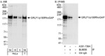 GRLF1/p190RhoGAP Antibody in Western Blot (WB)
