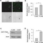 GST Tag Antibody in Western Blot (WB)