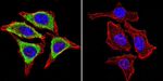 GRP94 Antibody in Immunocytochemistry (ICC/IF)