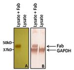 Human IgG F(ab')2 Secondary Antibody in Western Blot (WB)