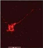 Phospho-NMDAR2B (Tyr1336) Antibody in Immunohistochemistry (IHC)