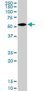 AHSG Antibody in Western Blot (WB)