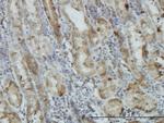 AKT1 Antibody in Immunohistochemistry (Paraffin) (IHC (P))