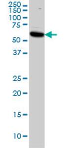 AKT1 Antibody in Western Blot (WB)