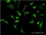 AMBP Antibody in Immunocytochemistry (ICC/IF)