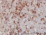 APOA2 Antibody in Immunohistochemistry (Paraffin) (IHC (P))