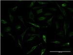 APOA2 Antibody in Immunocytochemistry (ICC/IF)