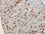 APOA2 Antibody in Immunohistochemistry (Paraffin) (IHC (P))