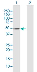 APOH Antibody in Western Blot (WB)