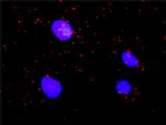 ARAF Antibody in Proximity Ligation Assay (PLA) (PLA)