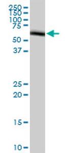 ARAF Antibody in Western Blot (WB)