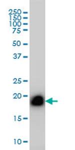 RHOA Antibody in Western Blot (WB)