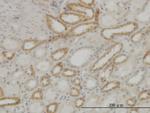 ATP5E Antibody in Immunohistochemistry (Paraffin) (IHC (P))