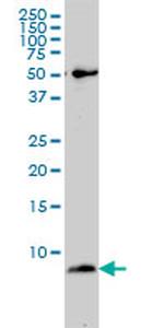 ATP5E Antibody in Western Blot (WB)