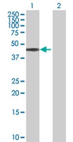 BAG1 Antibody in Western Blot (WB)