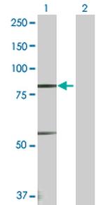 PRDM1 Antibody in Western Blot (WB)