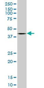 BMP7 Antibody in Western Blot (WB)