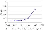 ZFP36L1 Antibody in ELISA (ELISA)