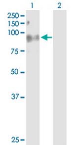 C7 Antibody in Western Blot (WB)