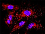 CALR Antibody in Proximity Ligation Assay (PLA) (PLA)