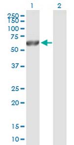 CAMK2G Antibody in Western Blot (WB)