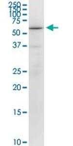 RUNX2 Antibody in Western Blot (WB)