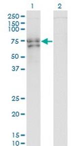 RUNX2 Antibody in Western Blot (WB)