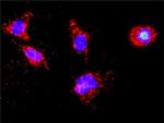 CSNK1D Antibody in Proximity Ligation Assay (PLA) (PLA)